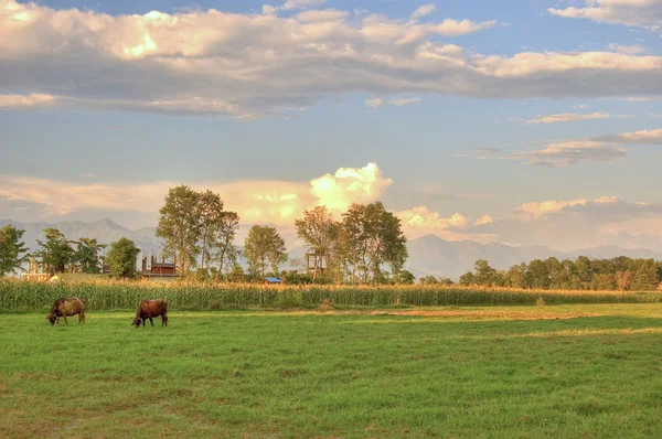 Grazing cow in sunset — Stock Photo, Image
