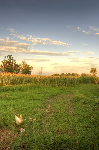 Farming landscape in sunset — Stock Photo, Image
