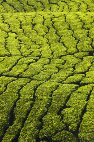 Textur der Teeplantage — Stockfoto