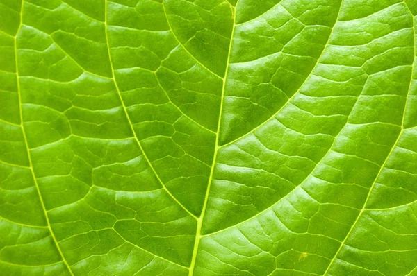 Macro leaf — Stock Photo, Image