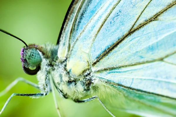 青い蝶を閉じる — ストック写真