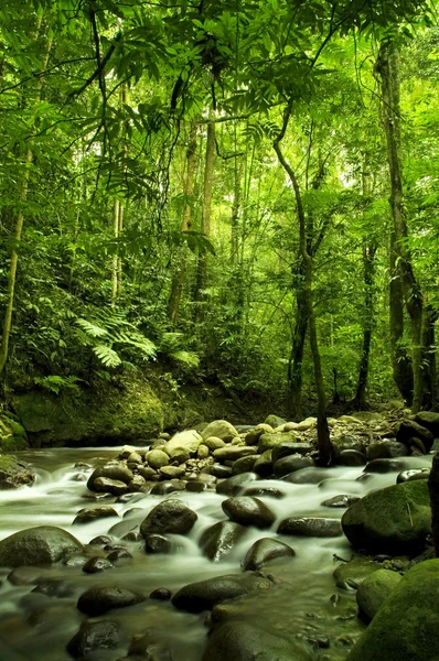 Yeşil orman ve nehir — Stok fotoğraf