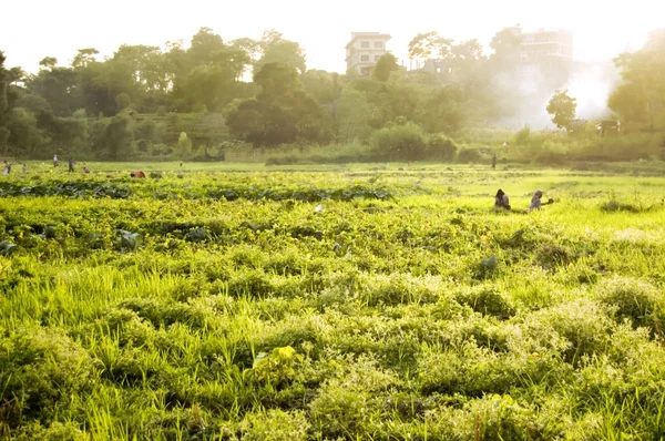 Mödor arbetar i risfält — Stockfoto