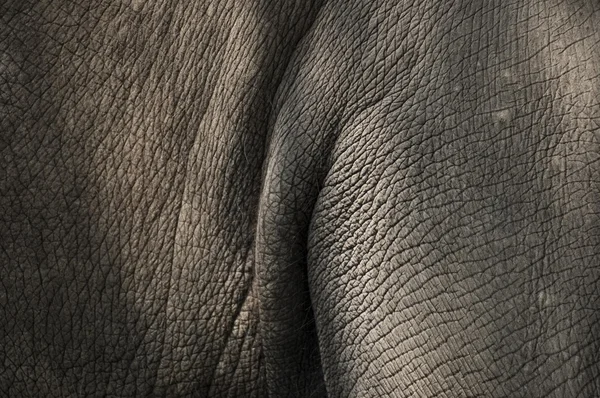 코끼리 피부 질감 — 스톡 사진