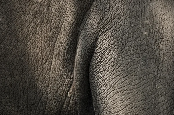 Textura da pele de elefante — Fotografia de Stock