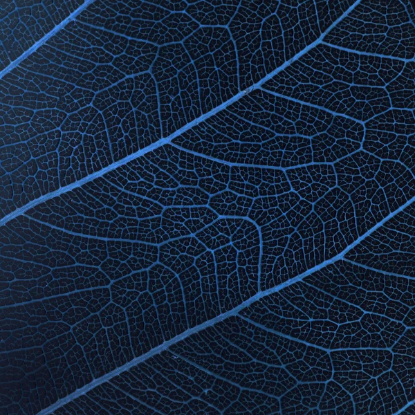 Абстрактные листы — стоковое фото