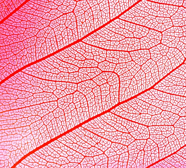 Abstrakcyjny liścia — Zdjęcie stockowe