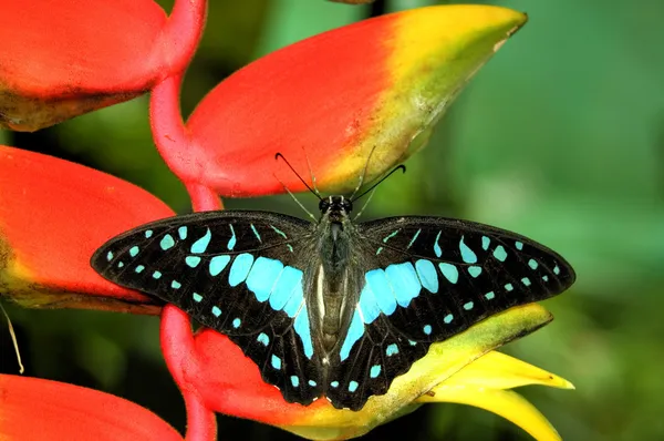 Πεταλούδα αναπαύεται στο φυτό — Φωτογραφία Αρχείου