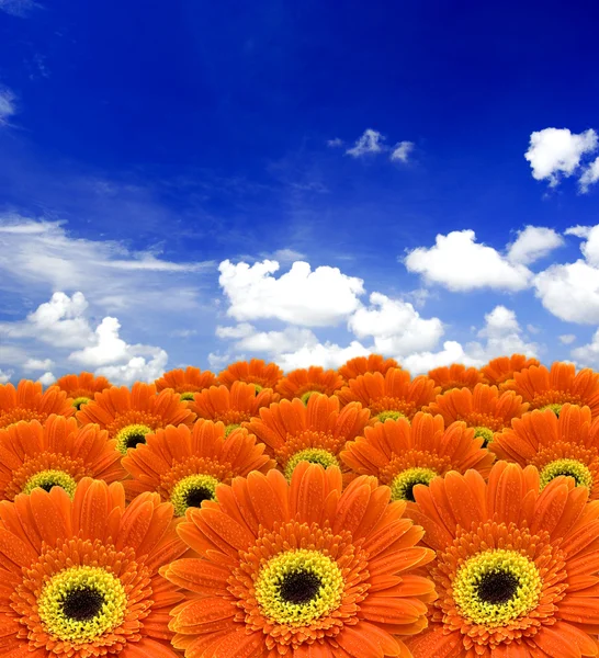Λουλούδια πορτοκαλί Μαργαρίτα — Φωτογραφία Αρχείου