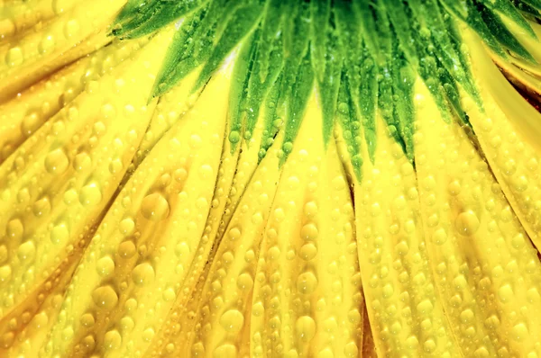 Closeup sarı gerbera — Stok fotoğraf