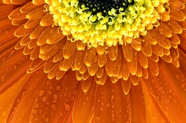 Close-up van oranje gerbera — Stockfoto