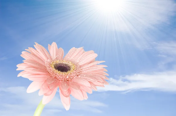 Pink gerber flower against blue sky — Stock Photo, Image