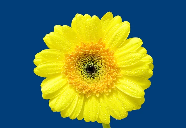Gerber amarelo — Fotografia de Stock