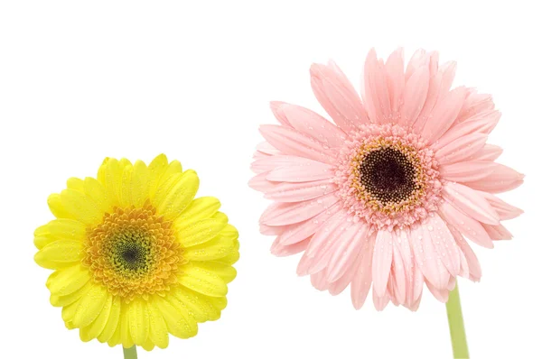 Gerber daisy — Stock Photo, Image