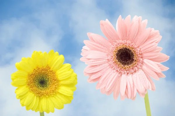 Gerbers flower against blue sky — Stock Photo, Image