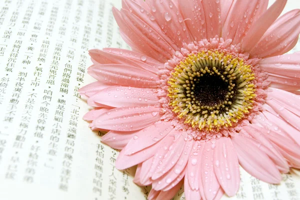Рожевий гризун на китайській книзі — стокове фото