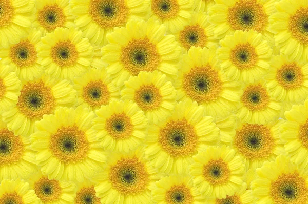 Yellow gerber background — Stock Photo, Image