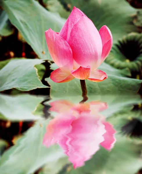 Reflexão de belo lótus rosa — Fotografia de Stock