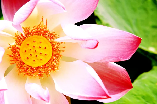 Vacker rosa lotus — Stockfoto