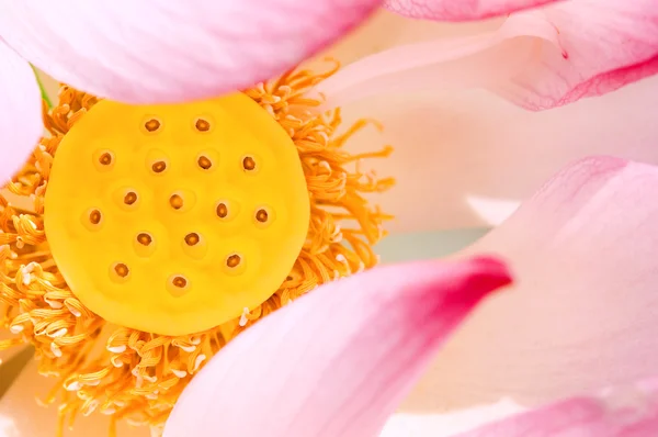 Gros plan de la gousse de graines de lotus rose — Photo