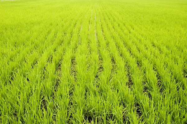 Campos de arrozais verdes — Fotografia de Stock