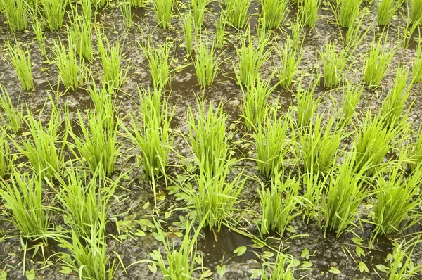 Зеленое рисовое поле (ранняя стадия ) — стоковое фото