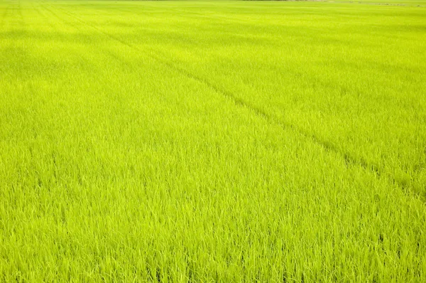 Zielone pola ryżowego (wczesnym etapie) — Zdjęcie stockowe