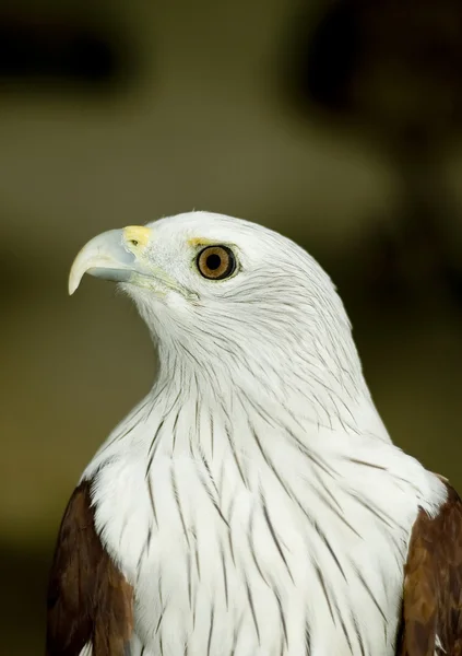 Eagle porträtt — Stockfoto