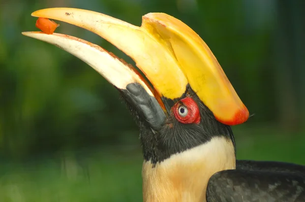 Neushoornvogel voederen papaya — Stockfoto