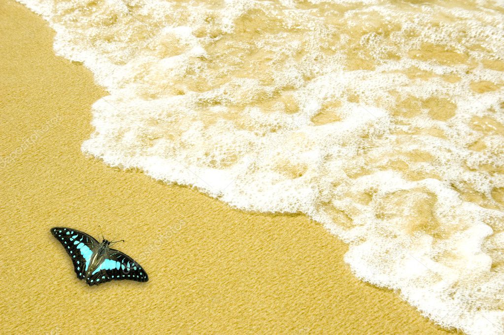 Blue butterfly on golden sand beach
