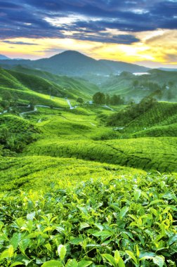 Tea Plantations clipart