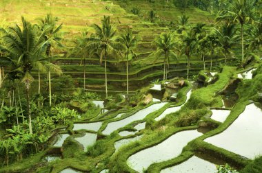 Terrace rice fields clipart