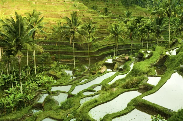 Terraço campos de arroz — Fotografia de Stock