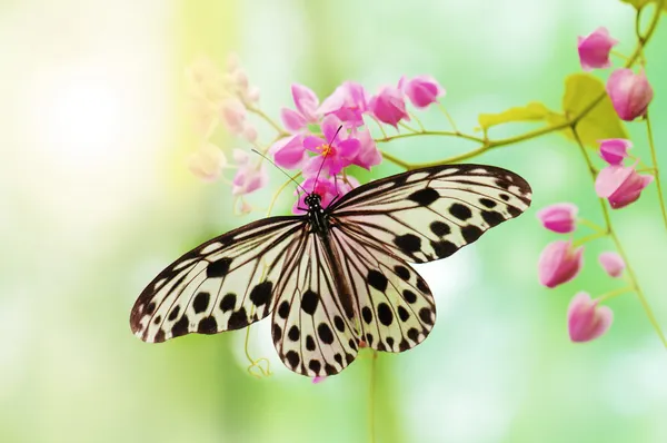 Rice Paper Butterfly — Stock Photo, Image