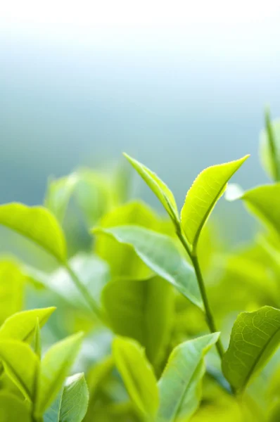Tea levelek — Stock Fotó