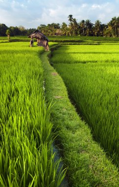 Rice field in Bali clipart