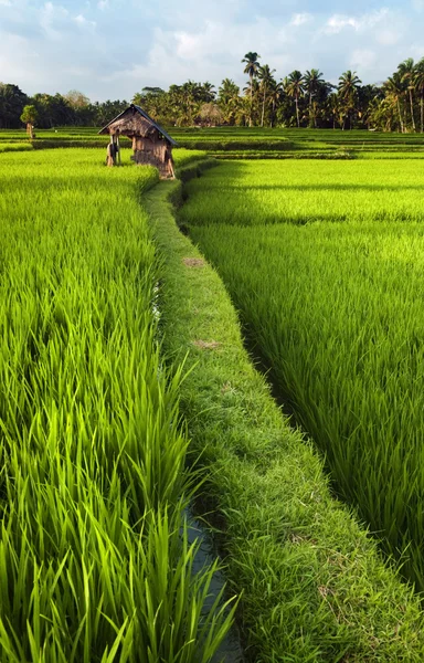 Рисовое поле на Бали — стоковое фото