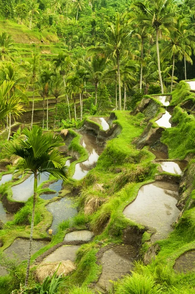 Terraço campos de arroz — Fotografia de Stock
