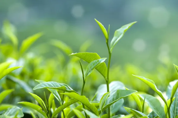 Tea leaves — Stock Photo, Image