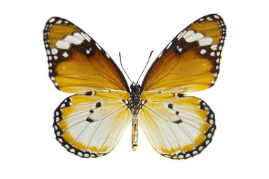 Plain Tiger Butterfly clipart