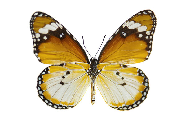 Plain Tiger Butterfly