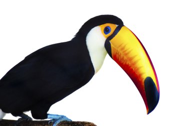 Toucan clipart