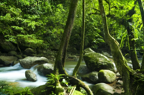 Groen bos en stream — Stockfoto