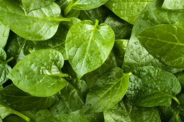 stock image Spinach background