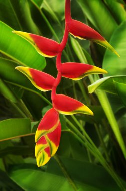 Heliconia clipart