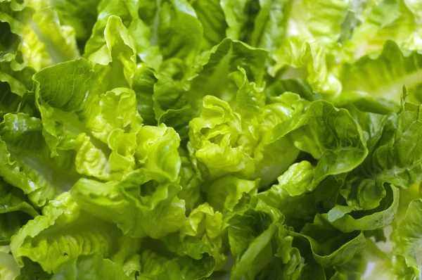 Butterhead Lettuce — Stock Photo, Image
