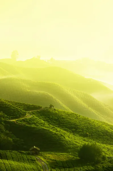 Çay çiftlik — Stok fotoğraf