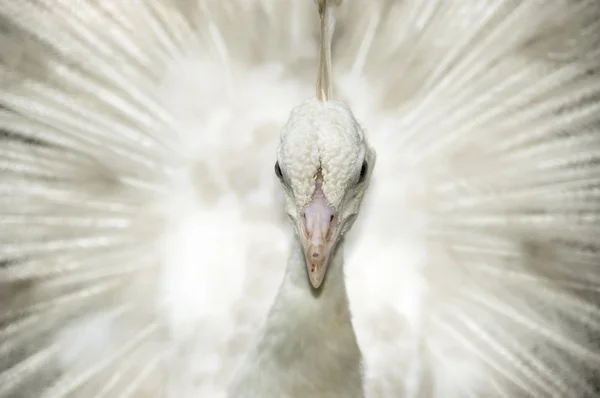 白孔雀 — 图库照片