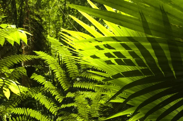 Тропический лес. — стоковое фото