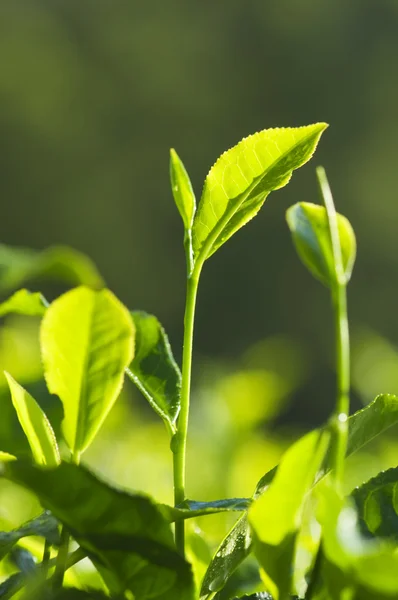 Chá folhas — Fotografia de Stock